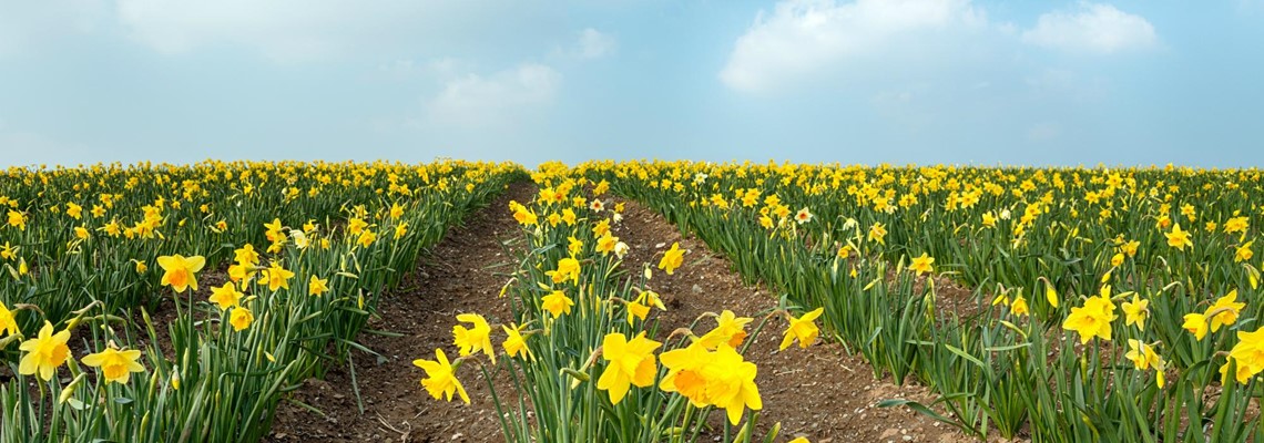 daff.jpg