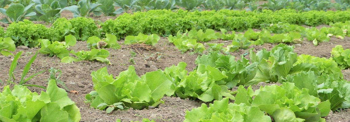 salad-2482457_1920.jpg